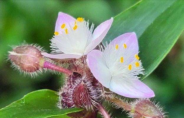 紫鸭拓草的花语代表什么？