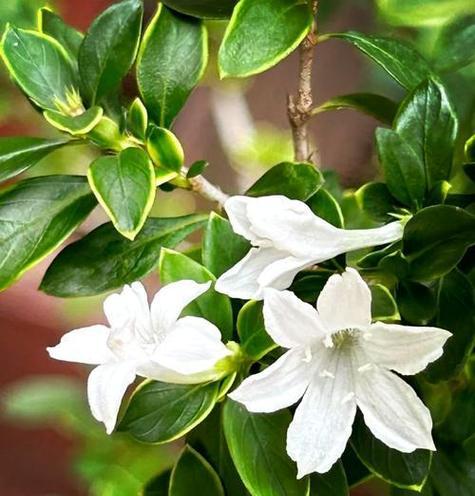 6月雪的花语代表什么含义？