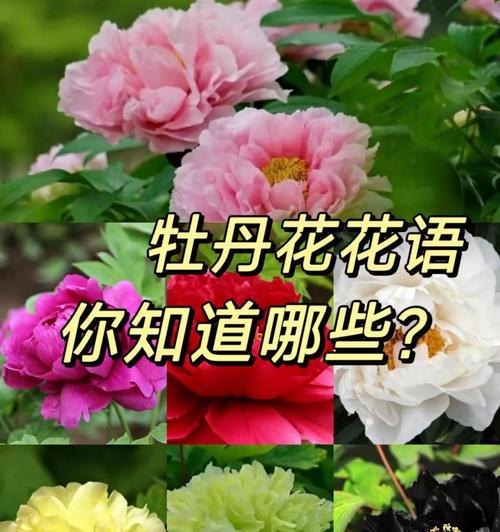 杏叶藤的花语是什么意思？