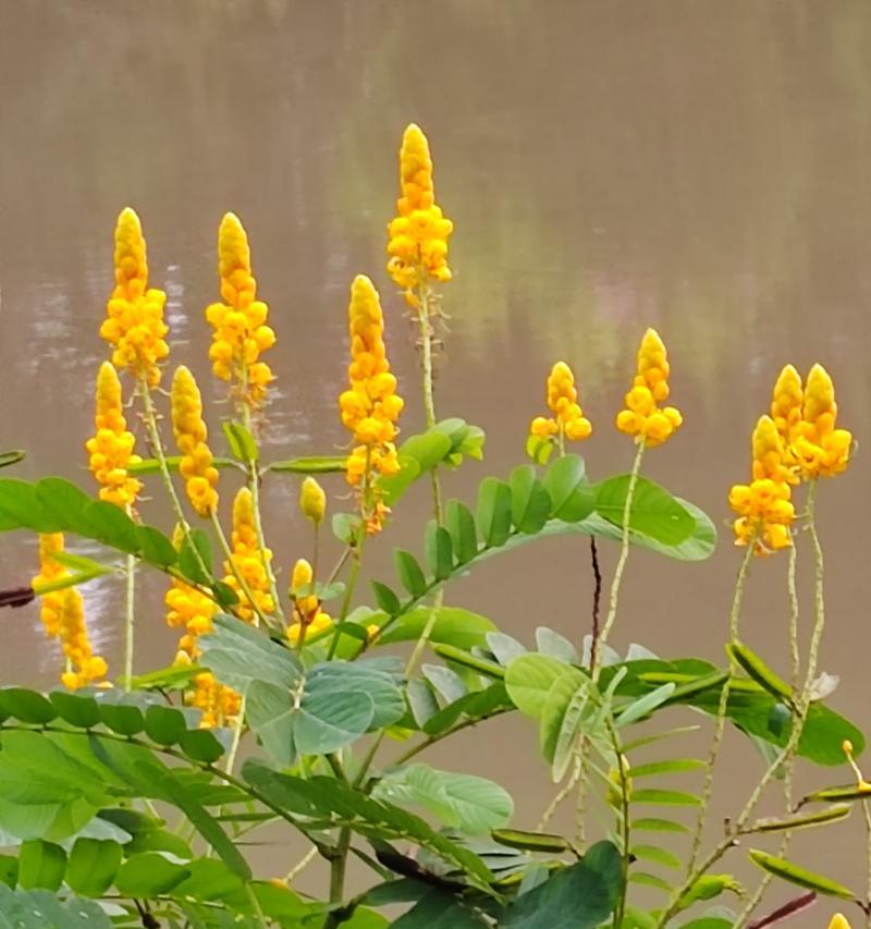 翅荚决明的花语代表什么？