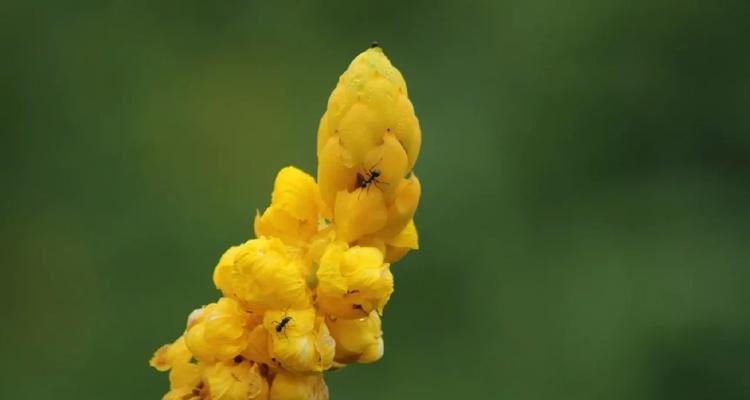 翅荚决明的花语代表什么？