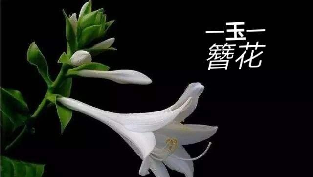紫玉簪花的花语是什么意思？