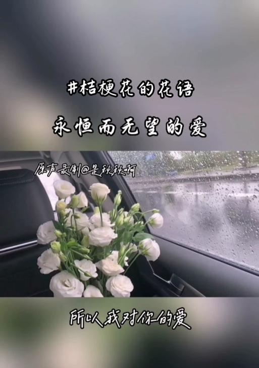 克拉夫的花语代表什么？