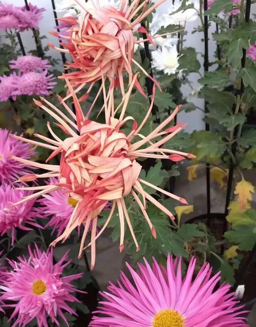 车矢菊花的花语是什么意思？