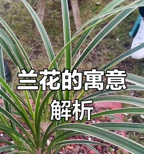 兰花的花语代表什么含义？