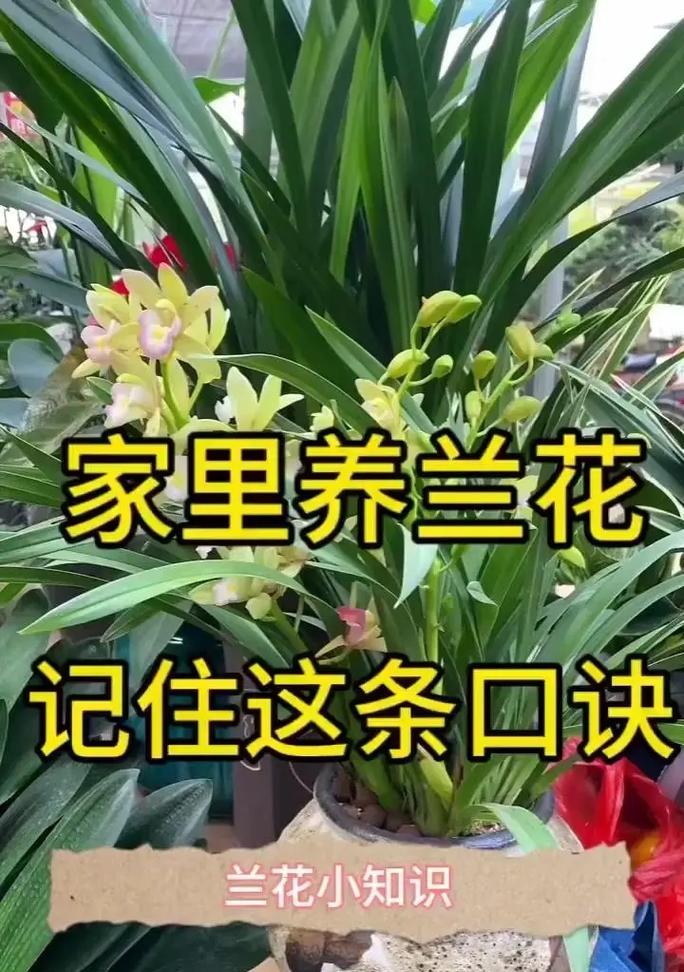 兰花的花语代表什么含义？