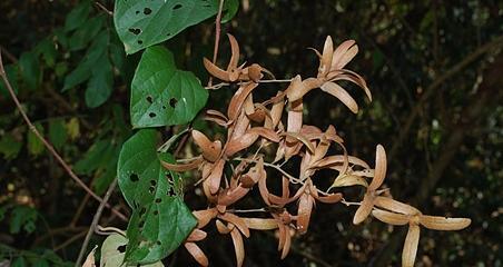 双腺藤的花语是什么意思？