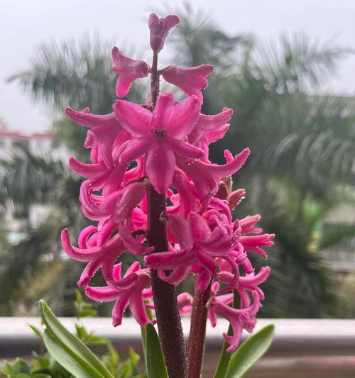 风信子蓝的花语代表什么？