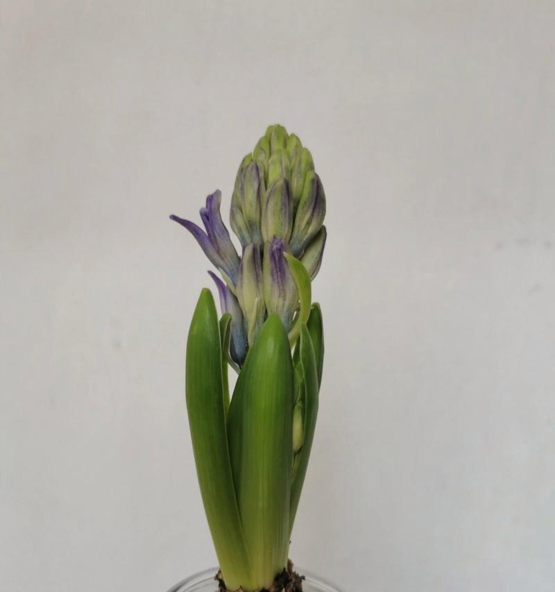 风信子蓝的花语代表什么？