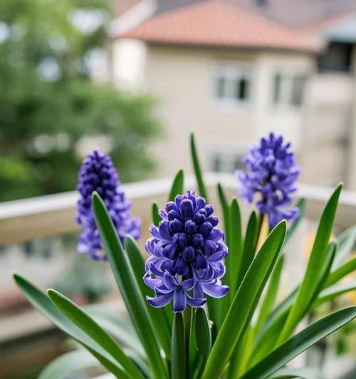风信子蓝的花语代表什么？