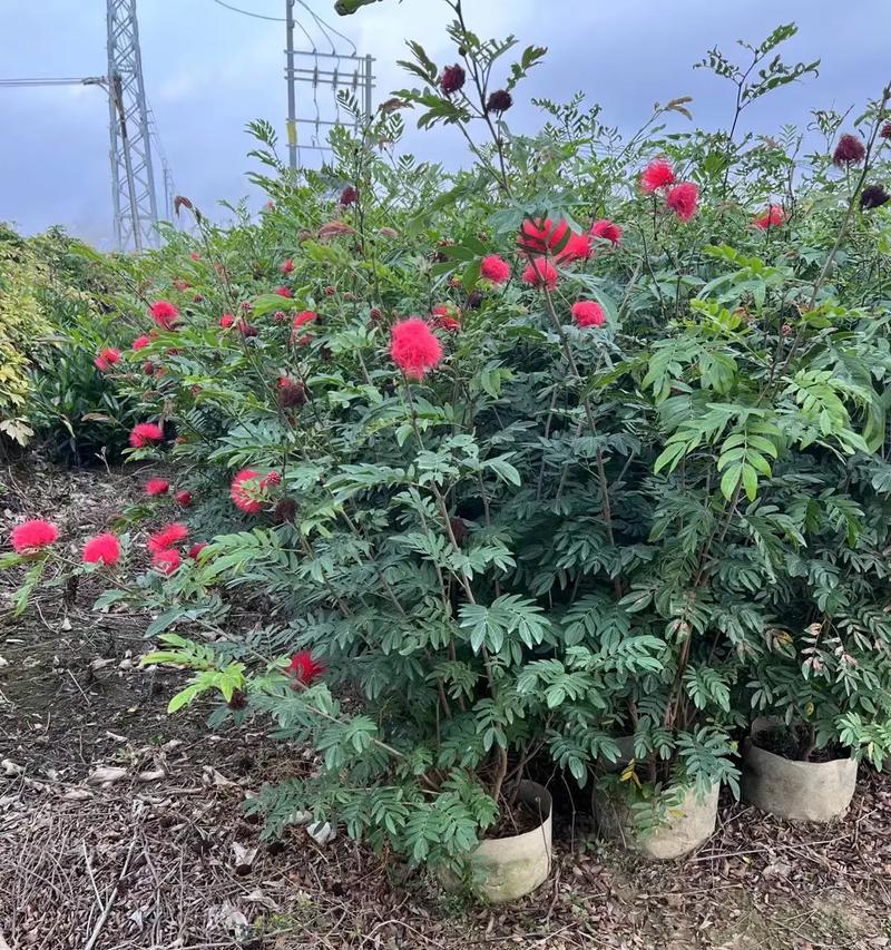 红朱蕉的花语是什么意思？