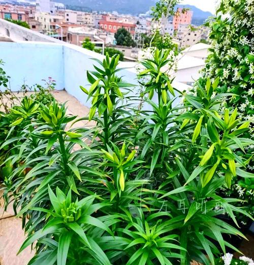 野百荷的花语代表什么？适合哪种场合赠送？