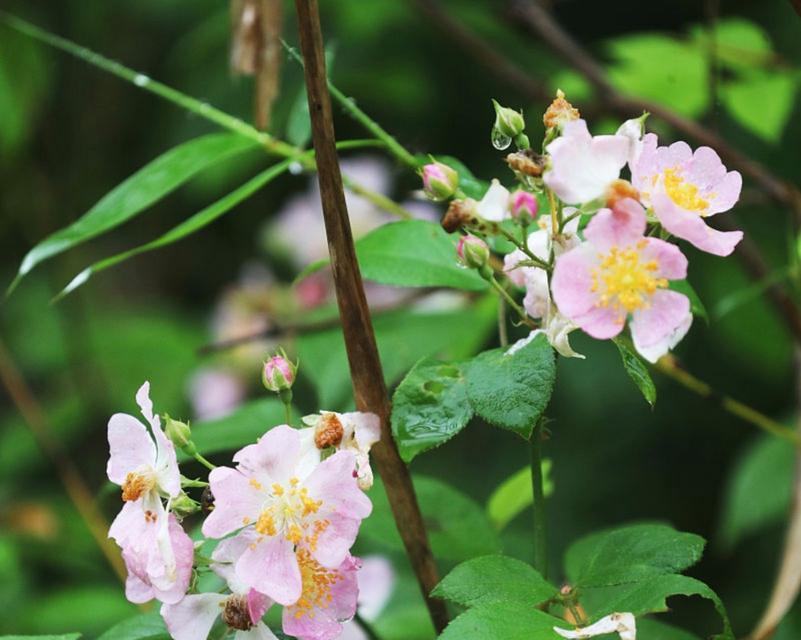 酴醾花的花语有哪些含义？送人有何寓意？