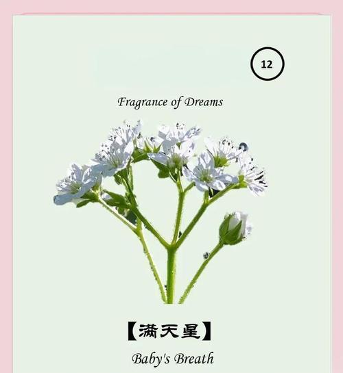 向满天星花语是什么？如何表达爱意？