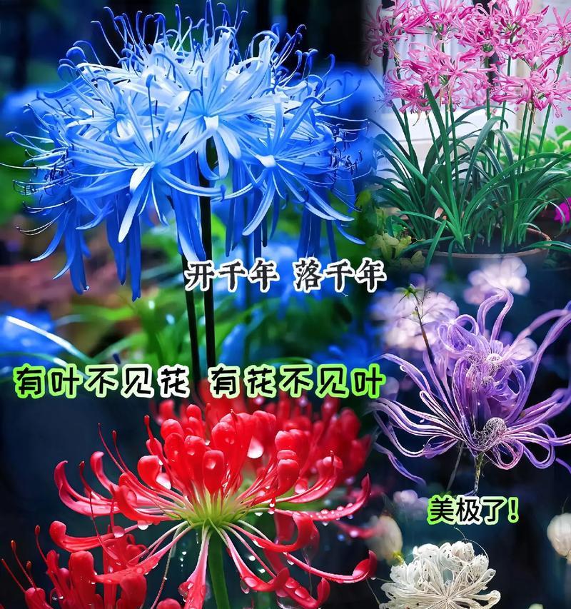 秋彼岸花花语有何深意？适合什么场合？