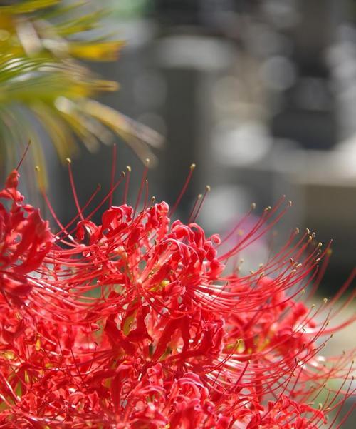 秋彼岸花花语有何深意？适合什么场合？