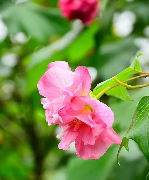 浮香木的花语代表什么？如何挑选浮香木礼物？