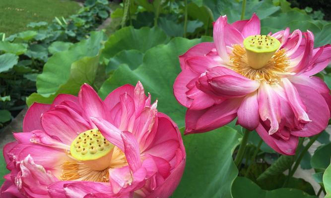 浮香木的花语代表什么？如何挑选浮香木礼物？