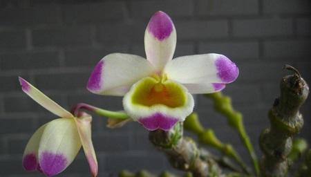 喜林芋的花语有哪些？送人有什么特别含义？