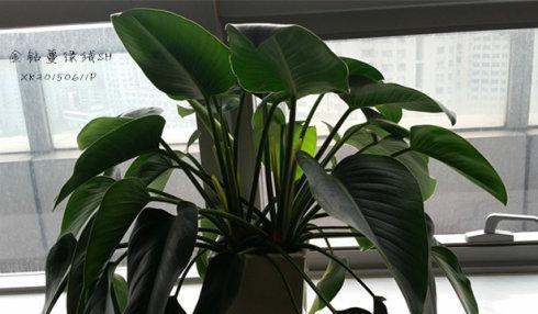喜林芋的花语有哪些？送人有什么特别含义？