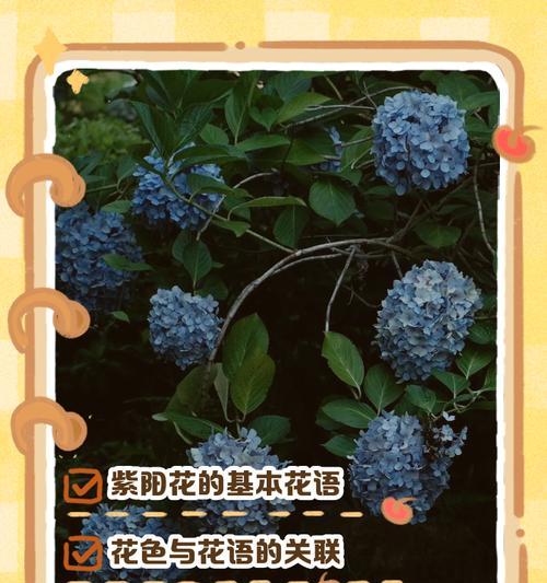 马格列特花语有何寓意？适合送给谁？