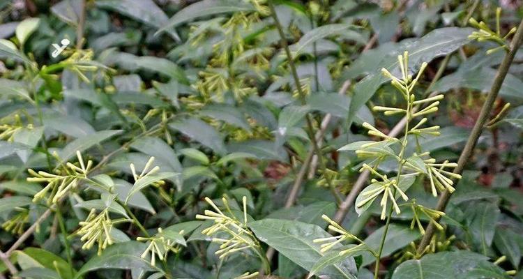 夜香树的花语代表什么？如何表达情感？