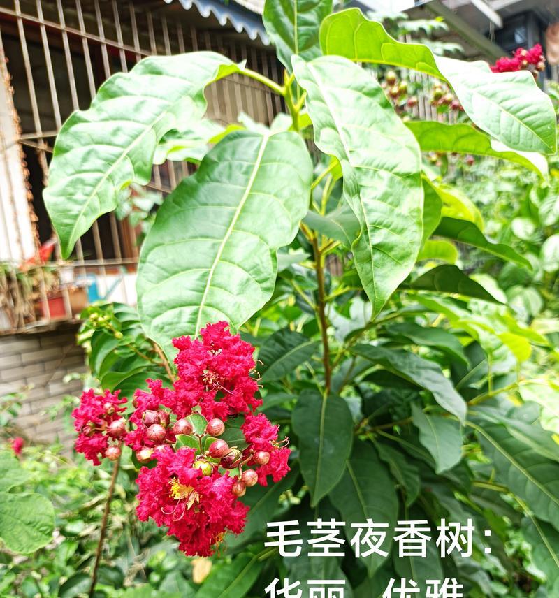 夜香树的花语代表什么？如何表达情感？