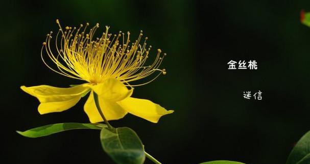 悬铃木花花语代表什么？如何用在特别的祝福中？