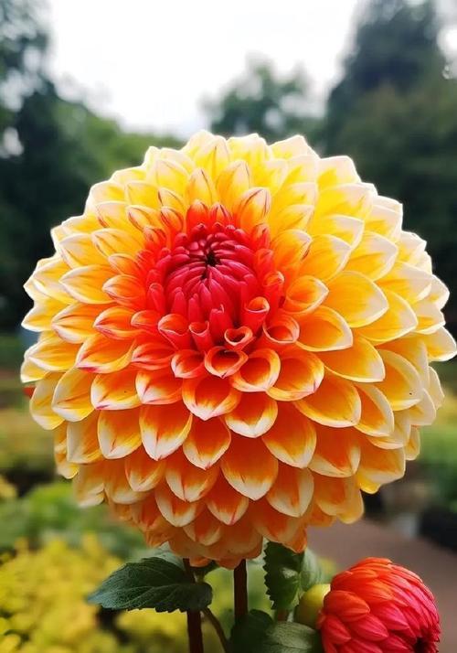 花语大吉大利是什么意思？如何用在祝福语里？