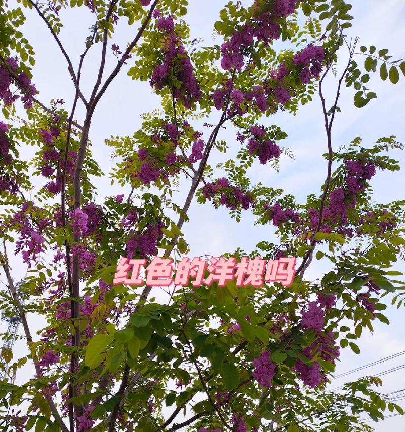 刺愧花的花语是什么？如何用在特别的场合？