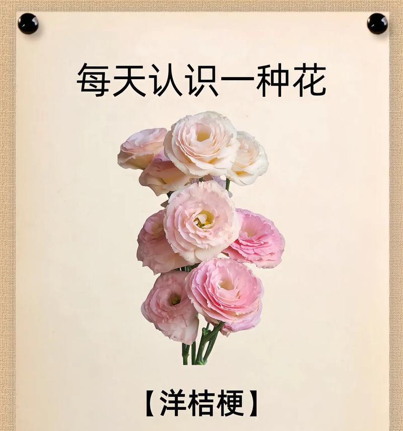 绿橘梗花语代表什么？绿橘梗的象征意义是什么？