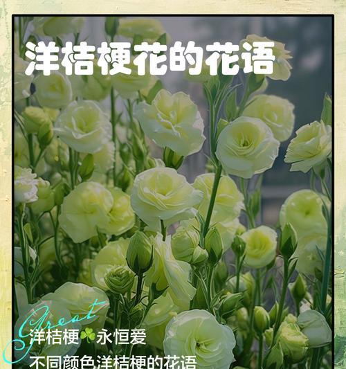 绿橘梗花语代表什么？绿橘梗的象征意义是什么？