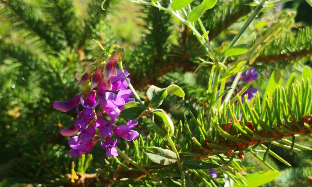 野豌豆花的花语有哪些含义？野豌豆花象征着什么？