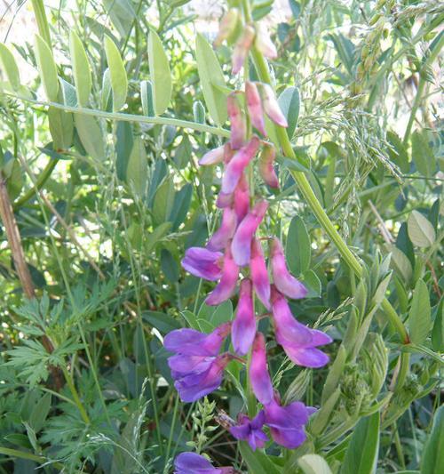 野豌豆花的花语有哪些含义？野豌豆花象征着什么？