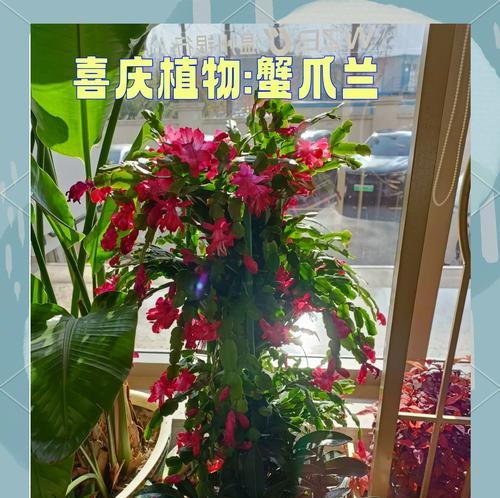 蟹爪兰的花语是什么？蟹爪兰高代表了哪些情感？