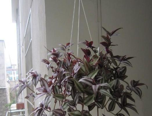 紫叶吊竹的花语是什么？紫叶吊竹象征着什么？