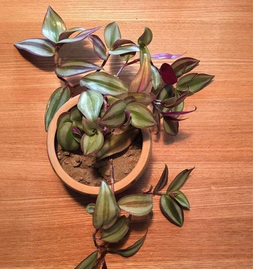 紫叶吊竹的花语是什么？紫叶吊竹象征着什么？
