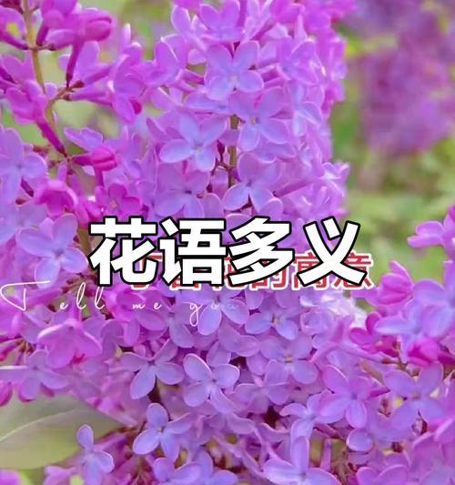丁香花的花语和香味有何寓意？丁香花象征着什么？