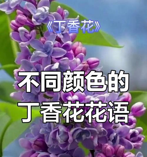 丁香花的花语和香味有何寓意？丁香花象征着什么？
