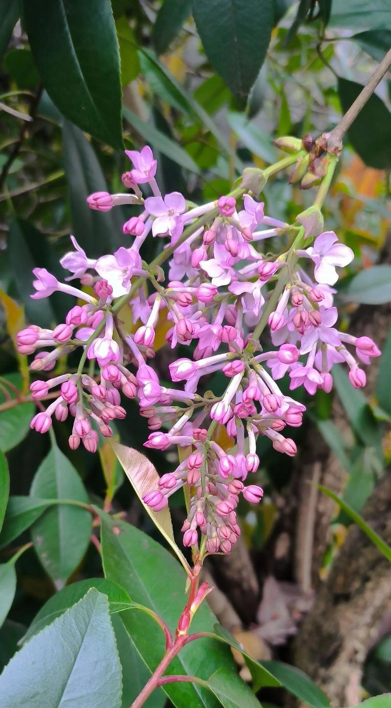 丁香花的花语和香味有何寓意？丁香花象征着什么？