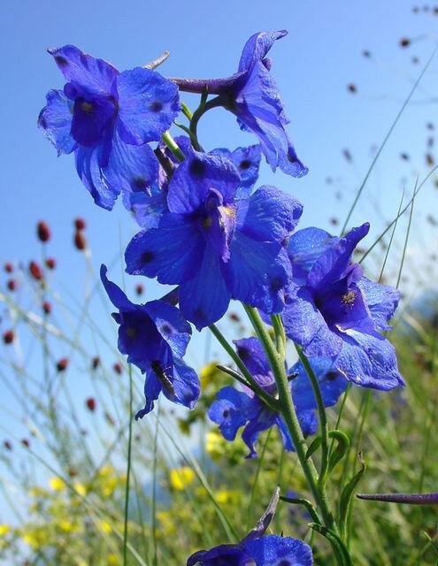 海椒花的花语是什么？海椒花代表了什么意义？