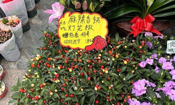海椒花的花语是什么？海椒花代表了什么意义？