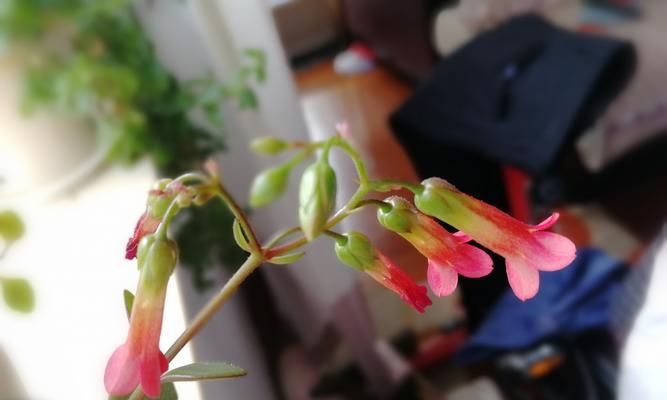 蟹甲兰的花语有哪些含义？蟹甲兰象征着什么？