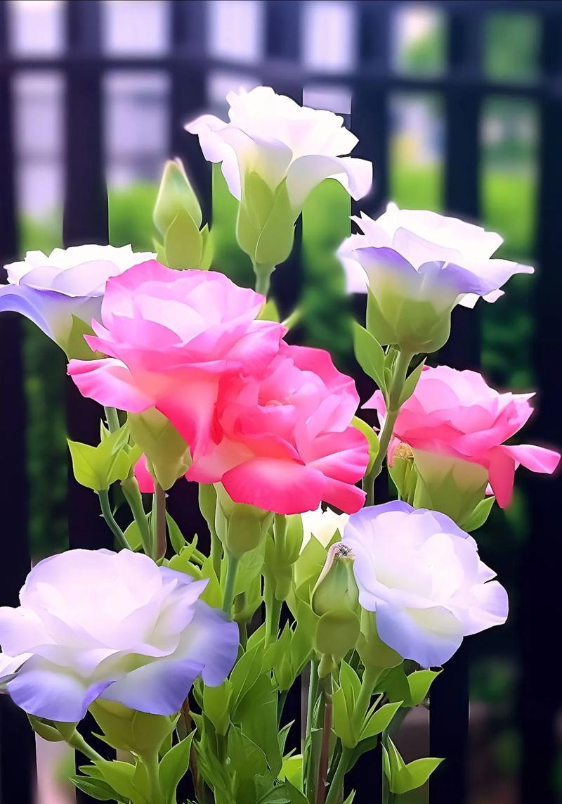 青洋桔梗的花语是什么？青洋桔梗象征着什么？
