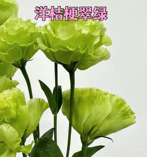 青洋桔梗的花语是什么？青洋桔梗象征着什么？