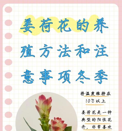 姜刺腊花的花语有哪些？姜刺腊花代表了什么意义？
