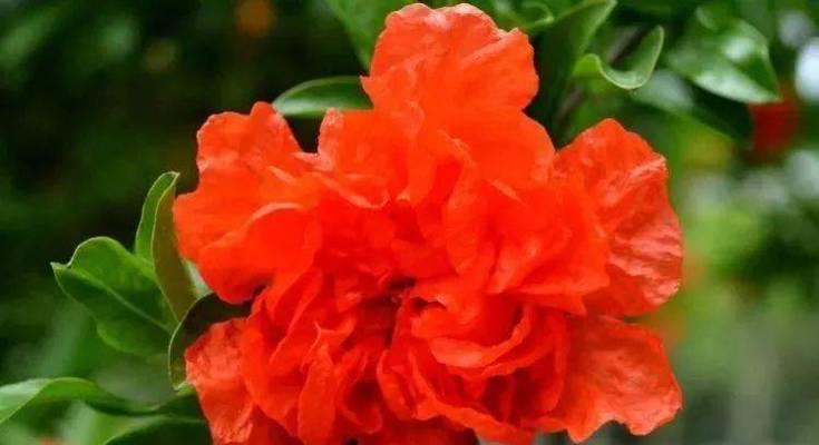 月季石榴的花语是什么？月季石榴象征着什么？