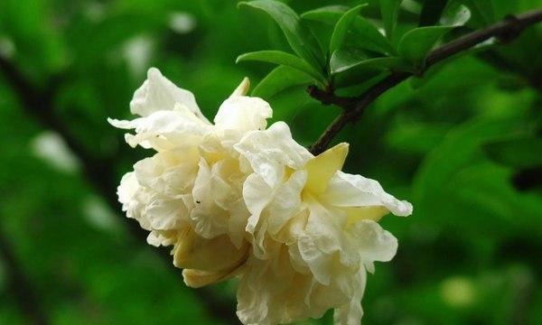 月季石榴的花语是什么？月季石榴象征着什么？