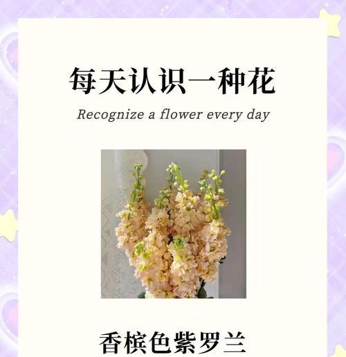 紫罗兰的花语是什么？紫罗兰代表了哪些情感？
