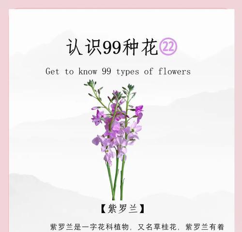 紫罗兰的花语是什么？紫罗兰代表了哪些情感？